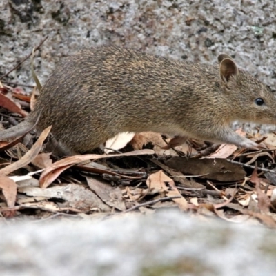 Isoodon obesulus obesulus (Southern Brown Bandicoot) at Tidbinbilla Nature Reserve - 7 Jan 2019 by RodDeb