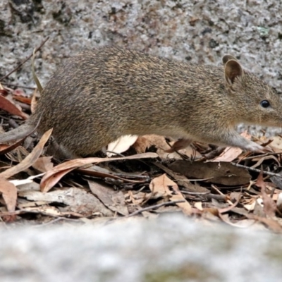 Isoodon obesulus obesulus (Southern Brown Bandicoot) at Paddys River, ACT - 7 Jan 2019 by RodDeb