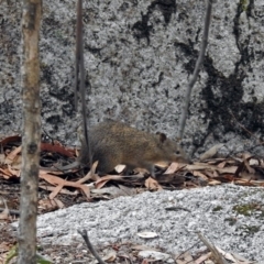 Isoodon obesulus obesulus at Paddys River, ACT - 7 Jan 2019