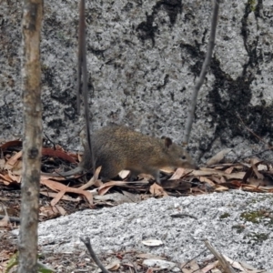 Isoodon obesulus obesulus at Paddys River, ACT - 7 Jan 2019