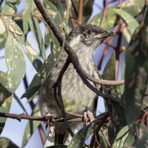 Anthochaera carunculata at Deakin, ACT - 5 Jan 2019