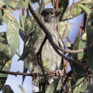 Anthochaera carunculata at Deakin, ACT - 5 Jan 2019