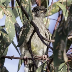 Anthochaera carunculata at Deakin, ACT - 5 Jan 2019