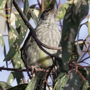 Anthochaera carunculata at Deakin, ACT - 5 Jan 2019