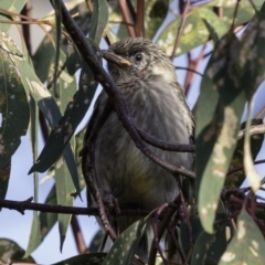 Anthochaera carunculata at Deakin, ACT - 5 Jan 2019