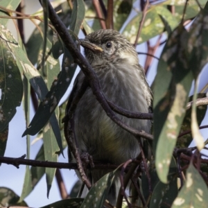 Anthochaera carunculata at Deakin, ACT - 5 Jan 2019