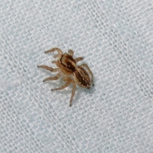 Salticidae (family) at Macarthur, ACT - 7 Jan 2019 08:20 PM