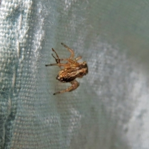 Salticidae (family) at Macarthur, ACT - 7 Jan 2019 08:20 PM