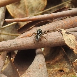 Jotus sp. (genus) at Paddys River, ACT - 7 Jan 2019 02:46 PM