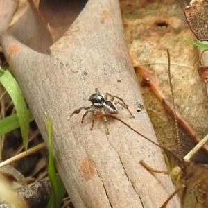 Jotus sp. (genus) at Paddys River, ACT - 7 Jan 2019 02:46 PM