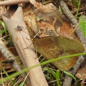 Jotus sp. (genus) at Paddys River, ACT - 7 Jan 2019 02:46 PM