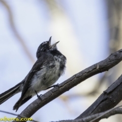 Rhipidura albiscapa (Grey Fantail) at Red Hill Nature Reserve - 4 Jan 2019 by BIrdsinCanberra