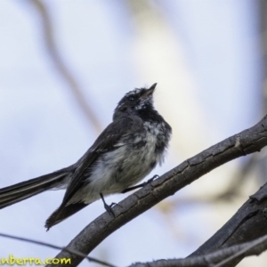 Rhipidura albiscapa at Deakin, ACT - 5 Jan 2019