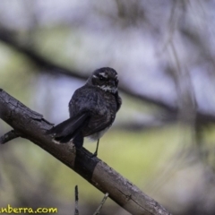 Rhipidura albiscapa at Deakin, ACT - 5 Jan 2019 08:00 AM