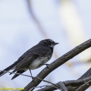 Rhipidura albiscapa at Deakin, ACT - 5 Jan 2019