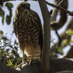 Tachyspiza fasciata (Brown Goshawk) at Deakin, ACT - 5 Jan 2019 by BIrdsinCanberra