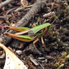 Praxibulus sp. (genus) (A grasshopper) at Tidbinbilla Nature Reserve - 7 Jan 2019 by RodDeb