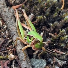 Praxibulus sp. (genus) at Paddys River, ACT - 7 Jan 2019 11:41 AM