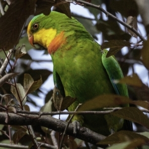 Polytelis swainsonii at Hughes, ACT - 5 Jan 2019