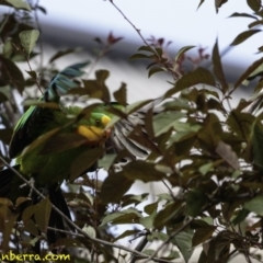 Polytelis swainsonii at Hughes, ACT - 5 Jan 2019