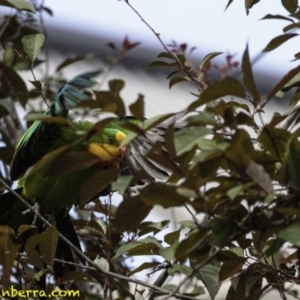 Polytelis swainsonii at Hughes, ACT - 5 Jan 2019