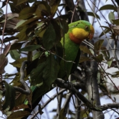 Polytelis swainsonii at Hughes, ACT - 5 Jan 2019