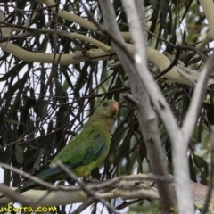 Polytelis swainsonii at Hughes, ACT - suppressed