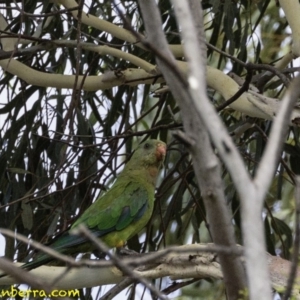 Polytelis swainsonii at Hughes, ACT - 5 Jan 2019