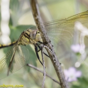 Orthetrum caledonicum at Deakin, ACT - 5 Jan 2019