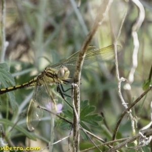 Orthetrum caledonicum at Deakin, ACT - 5 Jan 2019