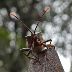 Amorbus (genus) (Eucalyptus Tip bug) at Paddys River, ACT - 7 Jan 2019 by RodDeb