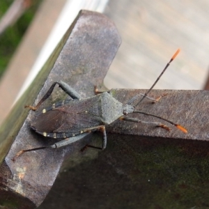 Amorbus sp. (genus) at Paddys River, ACT - 7 Jan 2019