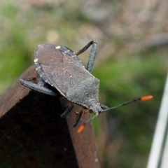 Amorbus sp. (genus) at Paddys River, ACT - 7 Jan 2019