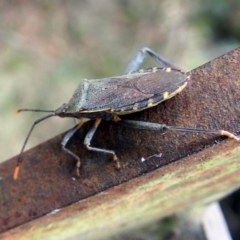 Amorbus sp. (genus) at Paddys River, ACT - 7 Jan 2019