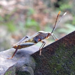 Amorbus sp. (genus) at Paddys River, ACT - 7 Jan 2019