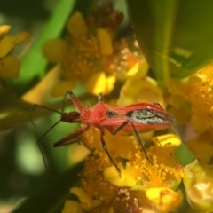 Gminatus australis (Orange assassin bug) at Yarralumla, ACT - 8 Jan 2019 by PeterA