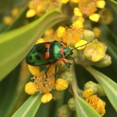 Scutiphora pedicellata (Metallic Jewel Bug) at Yarralumla, ACT - 7 Jan 2019 by PeterA