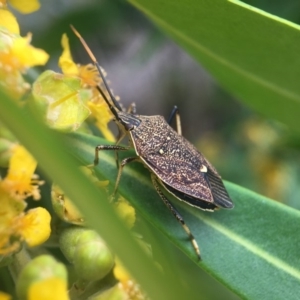 Poecilometis strigatus at Yarralumla, ACT - 7 Jan 2019