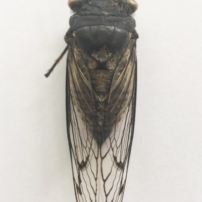 Psaltoda moerens (Redeye cicada) at Hughes Garran Woodland - 7 Jan 2019 by ruthkerruish