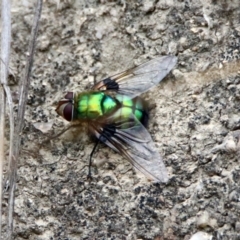 Rutilia (Chrysorutilia) formosa (A Bristle fly) at Paddys River, ACT - 7 Jan 2019 by RodDeb