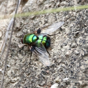 Rutilia (Chrysorutilia) formosa at Paddys River, ACT - 7 Jan 2019 10:53 AM