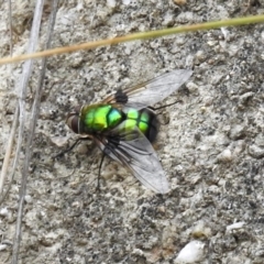 Rutilia (Chrysorutilia) formosa at Paddys River, ACT - 7 Jan 2019 10:53 AM