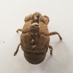 Psaltoda moerens (Redeye cicada) at Hughes Garran Woodland - 7 Jan 2019 by ruthkerruish