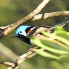 Malurus lamberti (Variegated Fairywren) at Meroo National Park - 3 Jan 2019 by MatthewFrawley