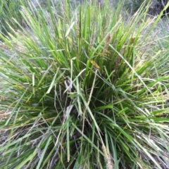 Lomandra longifolia (Spiny-headed Mat-rush, Honey Reed) at Bawley Point, NSW - 4 Jan 2019 by MatthewFrawley