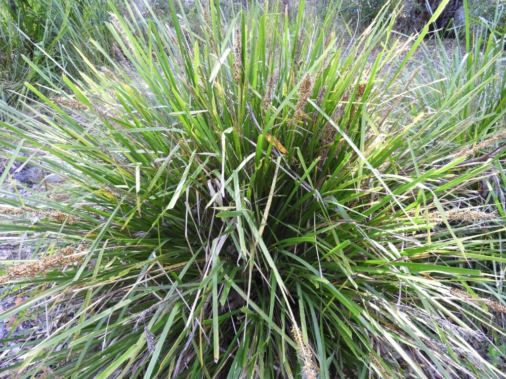 Lomandra longifolia at Bawley Point, NSW - 4 Jan 2019