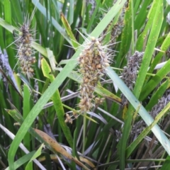 Lomandra longifolia at Bawley Point, NSW - 4 Jan 2019 09:25 AM