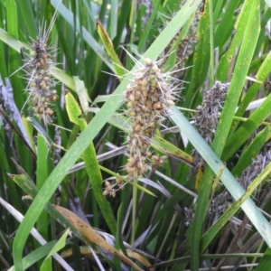 Lomandra longifolia at Bawley Point, NSW - 4 Jan 2019 09:25 AM