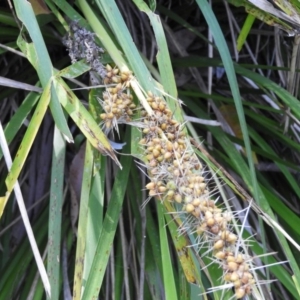 Lomandra longifolia at Bawley Point, NSW - 4 Jan 2019 09:25 AM