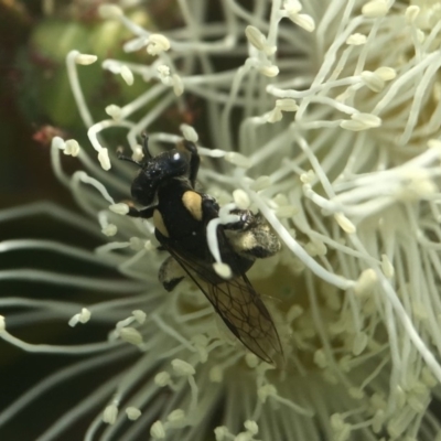 Leioproctus (Leioproctus) irroratus (Yellow-shouldered Bee) at ANBG - 8 Jan 2019 by PeterA